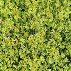 Scleranthus Bach Flower Remedy (Pack of 3)