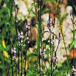 Vervain Bach Flower Remedy (Pack of 3)